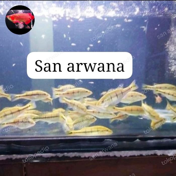 Ikan Peacockbass Pbass Xingu Pure