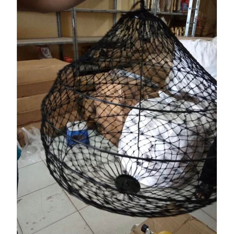 

Day Signal Black Ball