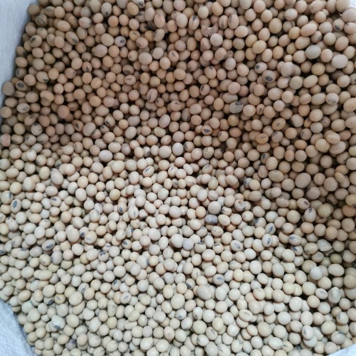 

Kacang Kedelai Amerika Super Bersih 1Krg 25Kg Kargo Best Seller