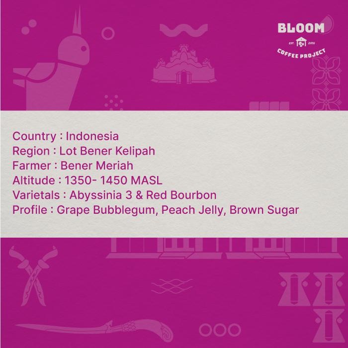 

Biji Kopi Aurora Dew Aceh Gayo Bener Meriah - Cassis Blueberries Terlaris