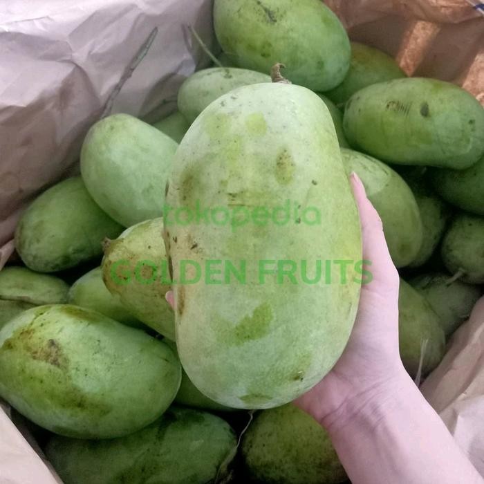 

ASLI Buah Mangga Gajah Super/Mangga Budiraja 1 Kg READY STOCK