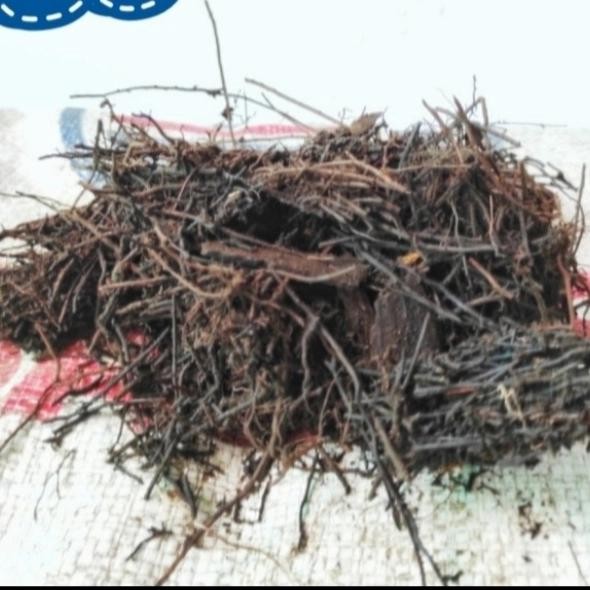 metan akar pakis cacah 1karung