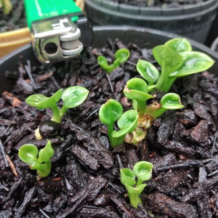 media tanam Premium randu klenteng mix akar pakis kemasan 3liter