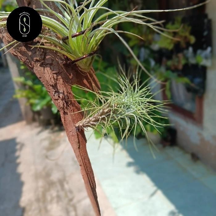 Tillandsia paket ionantha rubra, Houston, funckiana