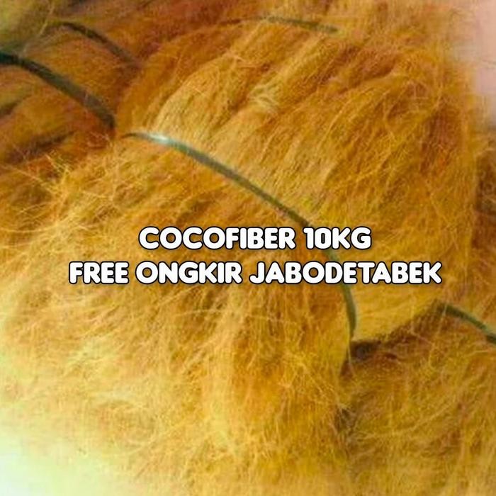 SERABUT KELAPA ANGGREK