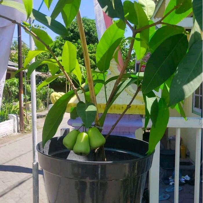 FLOWER BIBIT TANAMAN JAMBU AIR GREEN GIANT SUPER CANGKOK