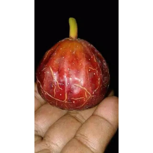 (Allthebest) Bibit Buah Tin Salscorleon FC