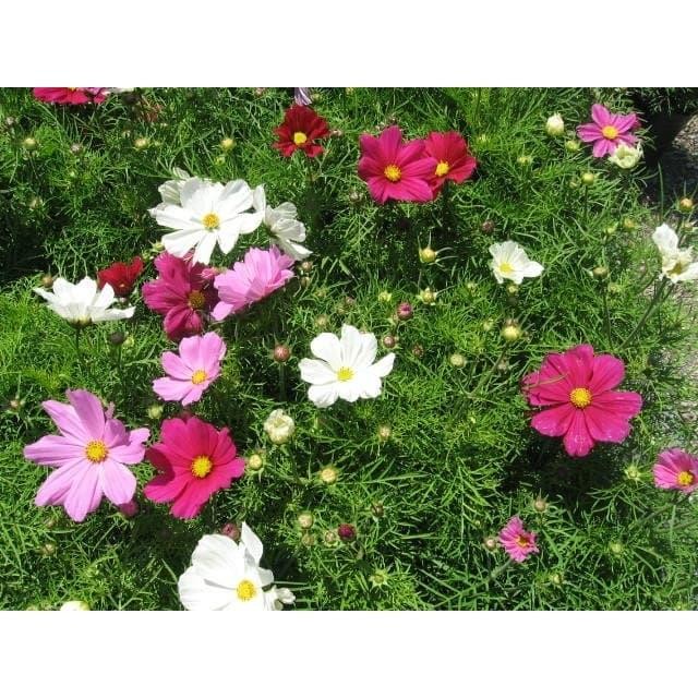BENIH / BIJI TANAMAN HIAS BUNGA COSMOS DWARF MIX WARNA WARNI 20 BIJI
