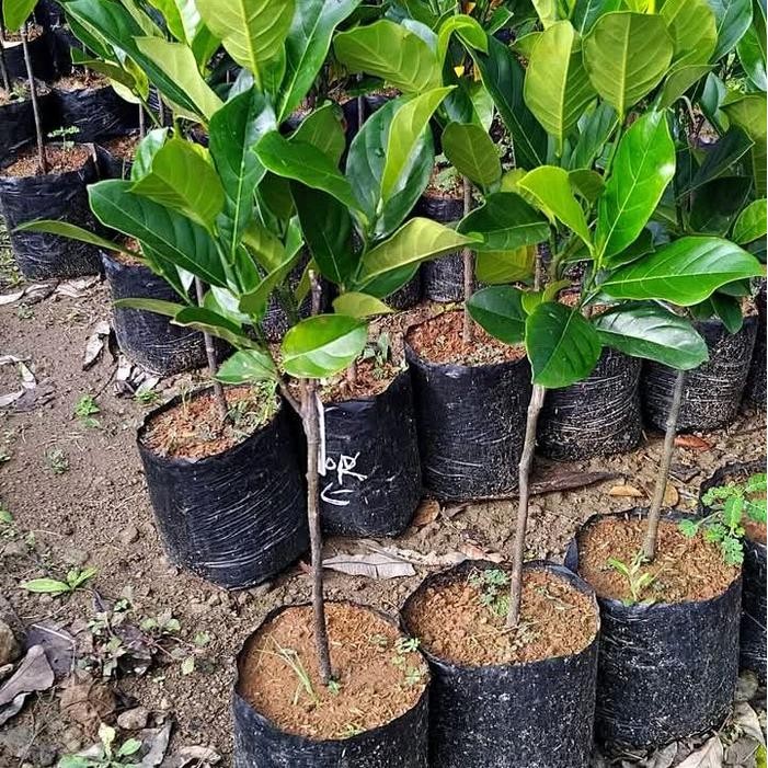 BIBIT NANGKA MERAH BENIH .