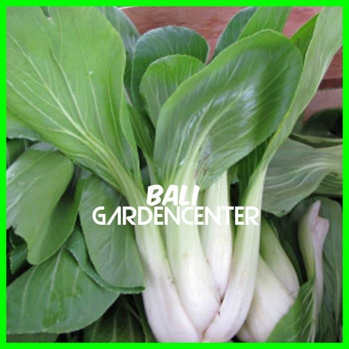 BENIH BIJI SAWI PAKCOY PUTIH - WHITE PAKCOY