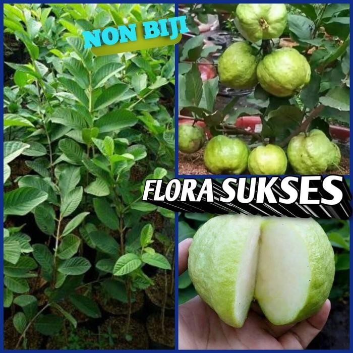 BIBIT TANAMAN POHON JAMBU KRISTAL BIBIT JAMBU KRISTAL PUTIH