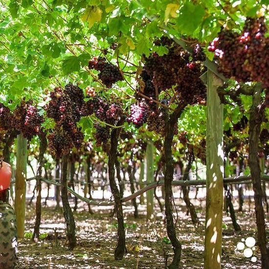 Media Tanam Anggur Karung