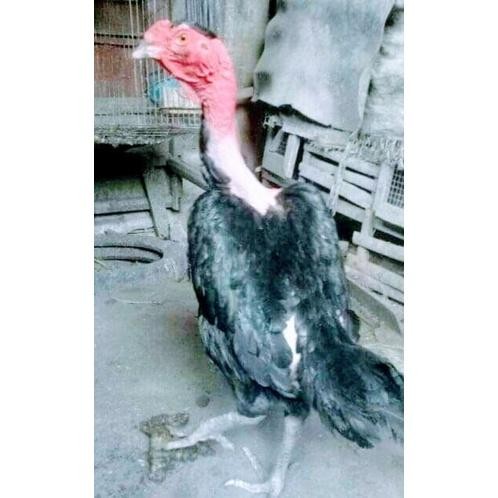 Ayam Betina Bangkok silanganSaigon sudah 2x Bertelurmenghasilkan