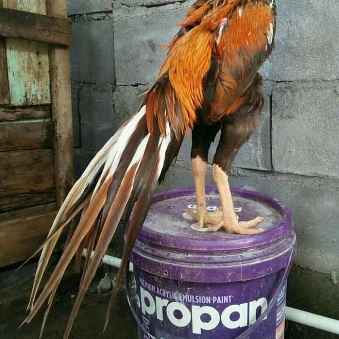 PPC Anakan Ayam Shamo ekor lidi 3ekor