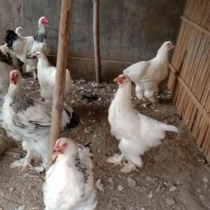 Ayam Brahma Dewasa Sepasang
