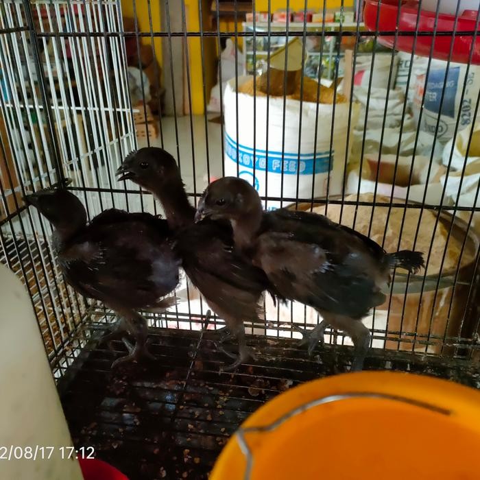anak ayam cemani lidah abu