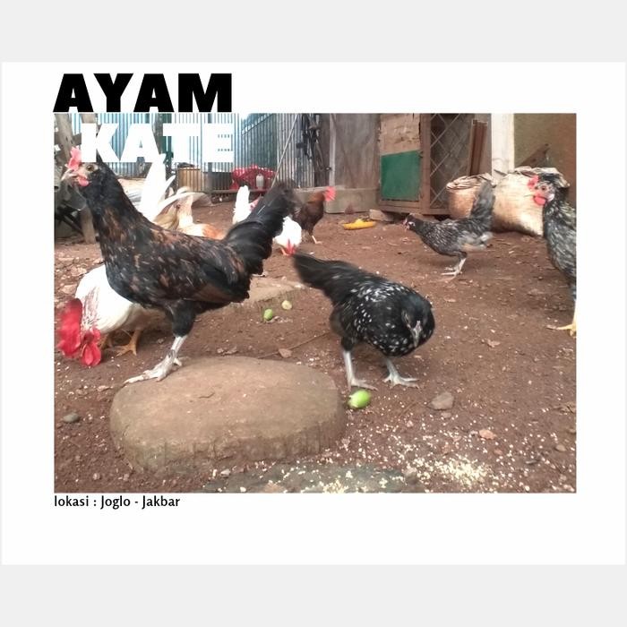 ayam kate hias