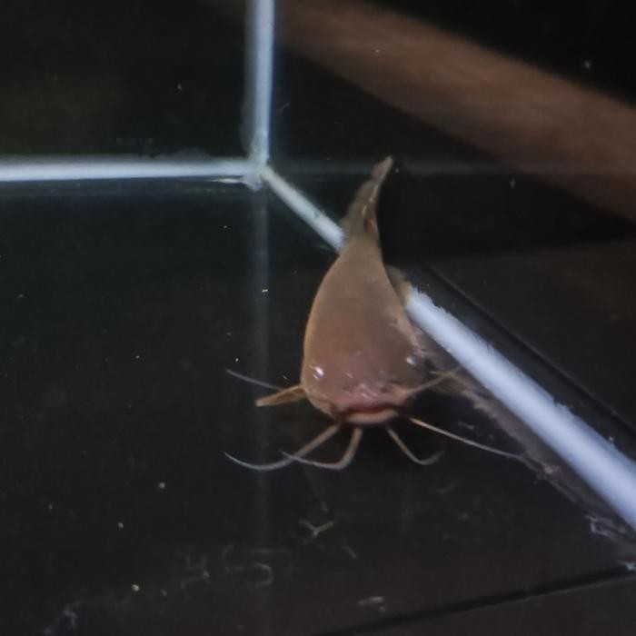 IKAN BELUT LISTRIK / ELECTRIC CATFISH 15-18CM PROMO