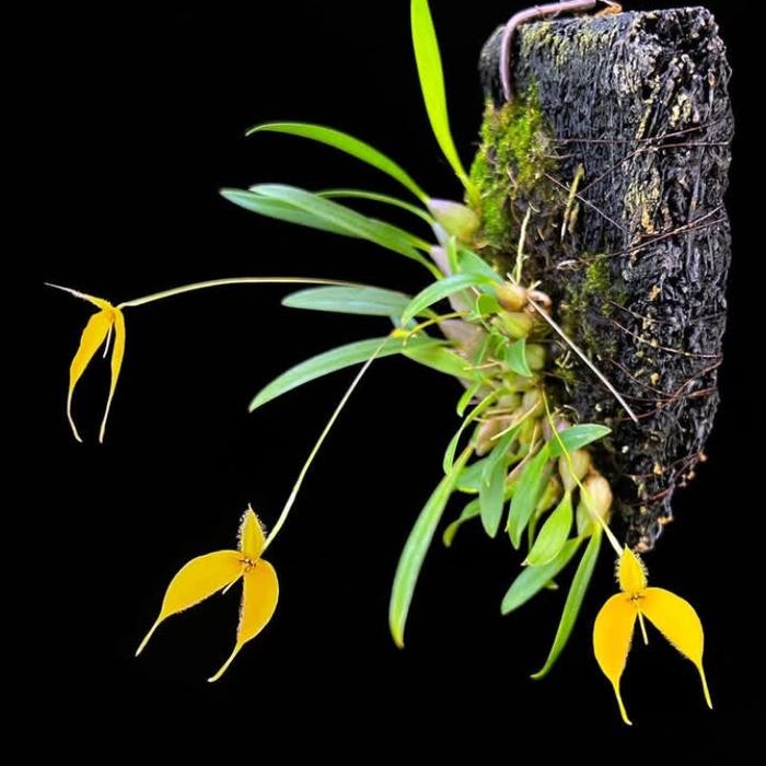 Anggrek Bulbophyllum Championii -