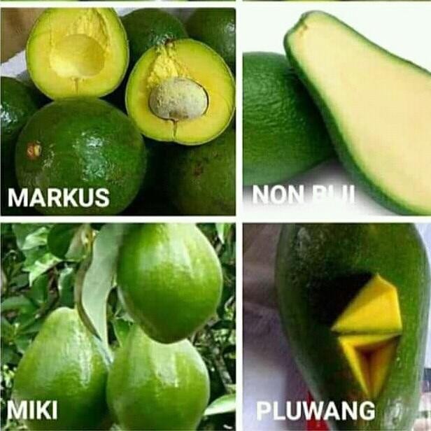  Paket 4 bibit Alpukat Okulasi Cepat Berbuah Raja Alpukat