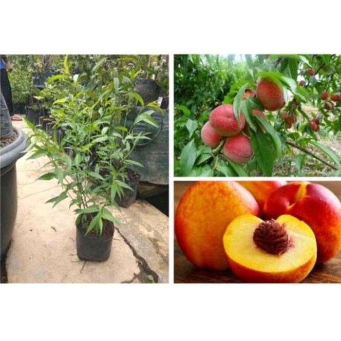 Bibit Tanaman Buah Persik Genjah - Pohon Persik Manis
