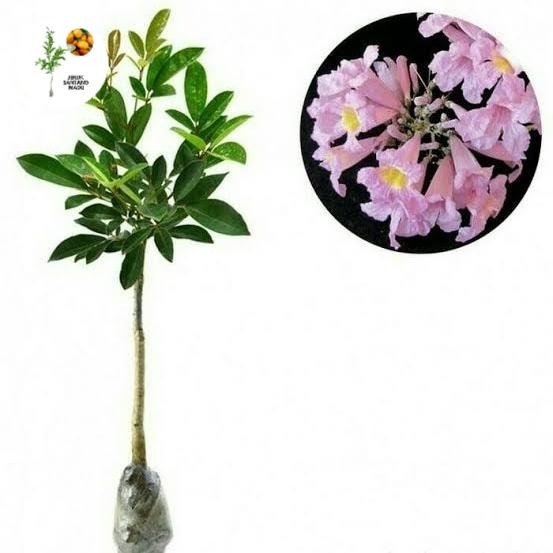 bibit bunga tabebuya pink rosea