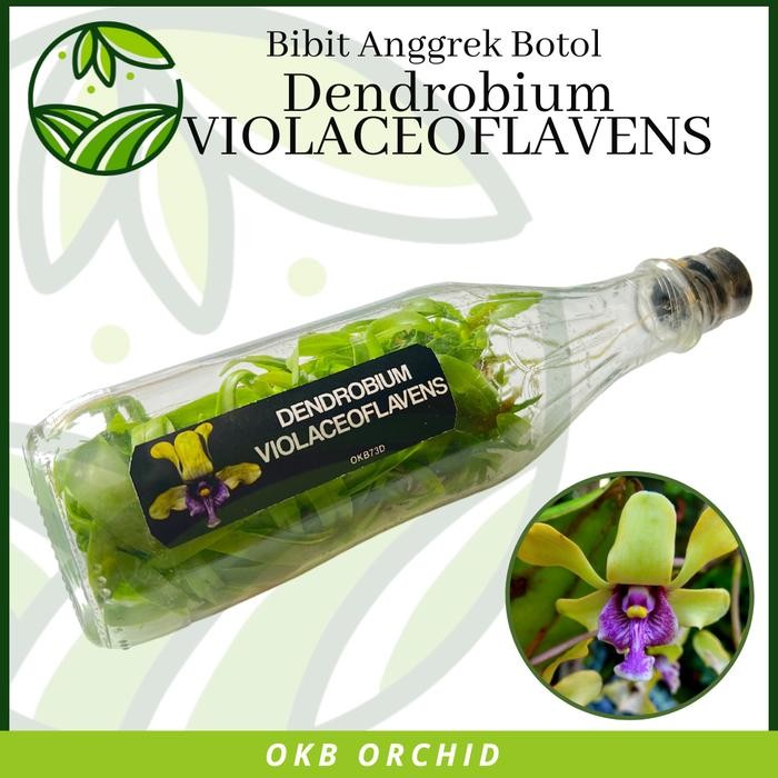 Anggrek Botolan Dendrobium violaceoflavens Bibit Anggrek Besi