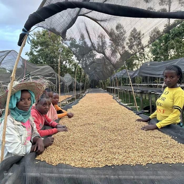 

ETHIOPIA BURA DUWANCHO NATURAL 24 GREEN BEANS