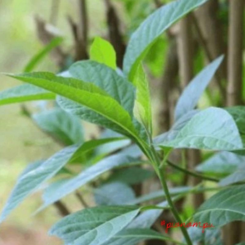 

satu lembar DAUN AFRIKA HERBAL ALAMI HIPERTENSI, DIABETES, KANKER