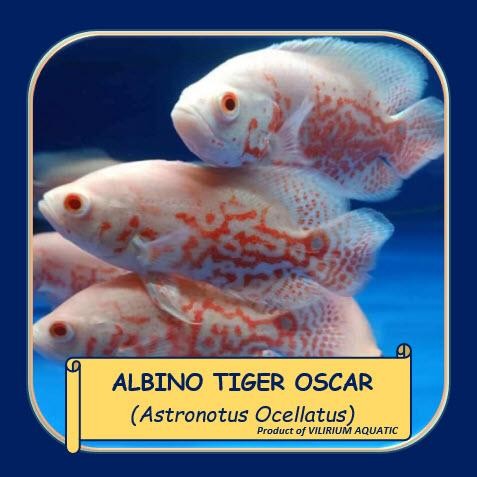 Siap Kirim Ikan Hias Air Tawar Oscar Tiger Albino