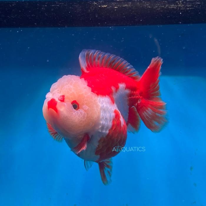 Siap Kirim Ikan Maskoki Goldfish Oranda Shortail Premium Quality