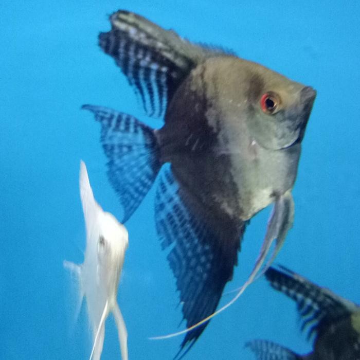 Siap Kirim Barbodes Lateristriga T Spanner Barb Ikan Hias Aquarium