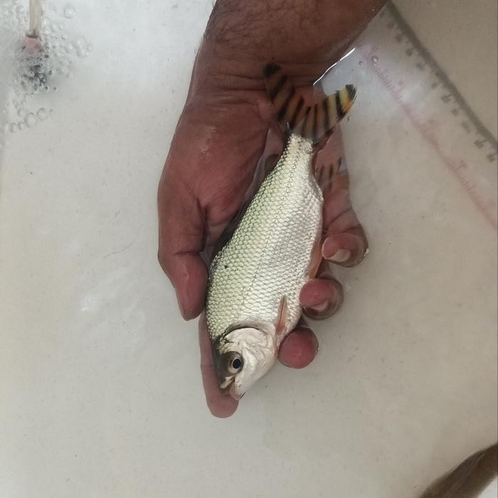 Siap Kirim Ikan Hias Yellow Feifeng (YFF) - Tankmate Aquascape