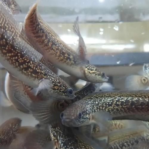 Siap Kirim Paket 10 Ekor Baby Channa Asiatica RSP Kalimaya Superform Ikan Gabus Mutiara