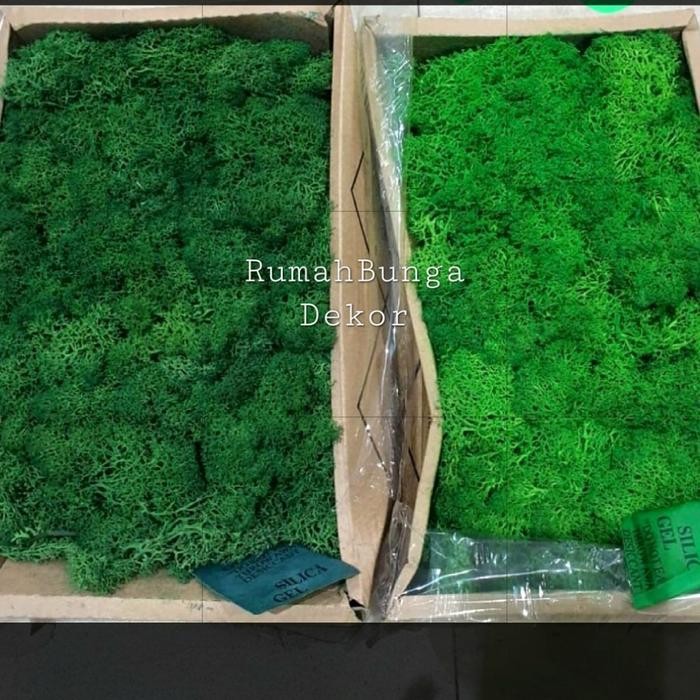 Siap Kirim Reindeer Moss / Lumut Moss Aquascape