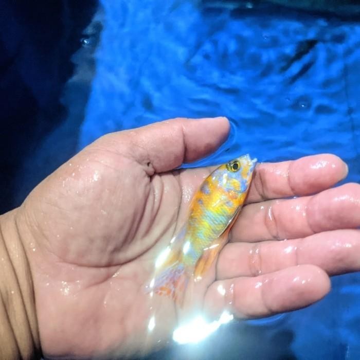 Siap Kirim Ikan Hias Aulonocara OB Peacock Yellow 2 Inch