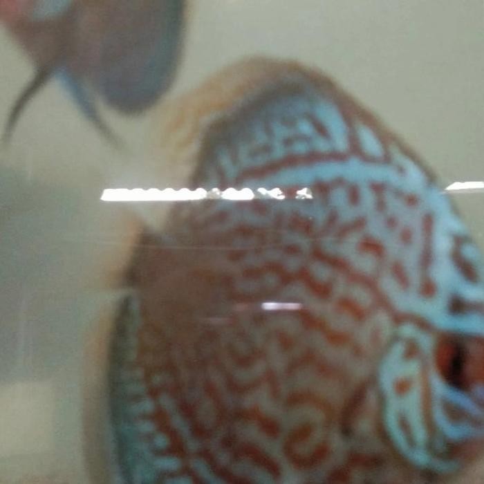 Siap Kirim Ikan Discus Heckel Cross 2 inch Aquarium