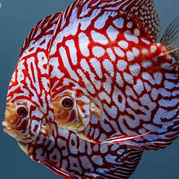 SIAP KIRIM IKAN DISCUS PIGEON CHECKERBOARD (PCB)