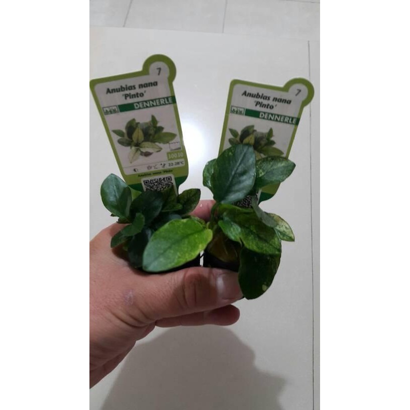 SIAP KIRIM ANUBIAS NANA PINTO DENNERLE TANAMAN AQUASCAPE
