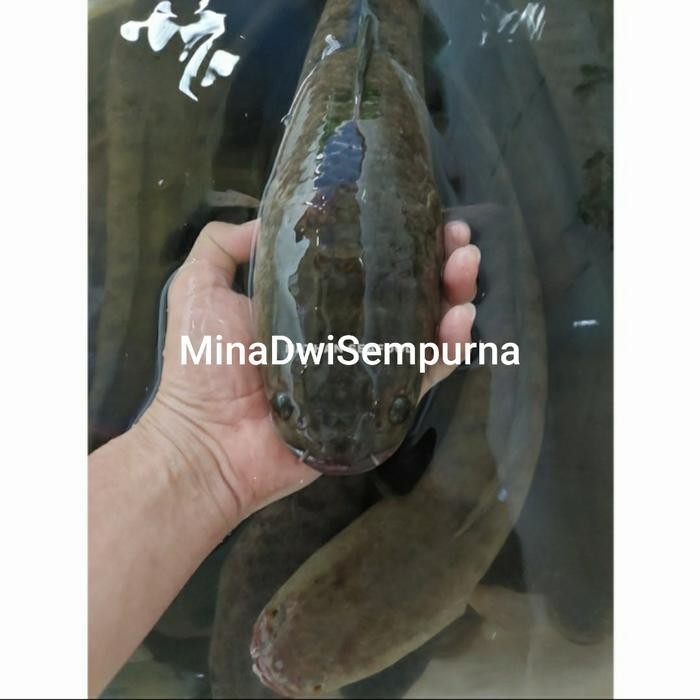 

Siap Kirim Gabus Tawar Hidup 1Kg - Ikan Segar Pasar Tradisional Shopee
