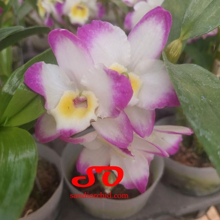 

BERBUNGA Dendrobium Nobile Hybrid