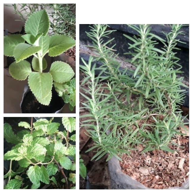 

Paket 3 tanaman herbal ( mint + rosemary + jintan )