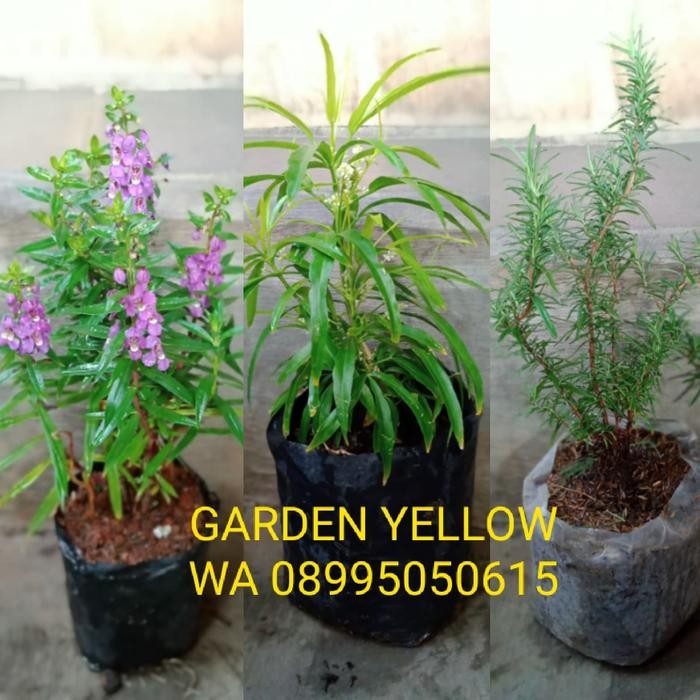 

TANAMAN PENGUSIR NYAMUK PAKET HEMAT / READY