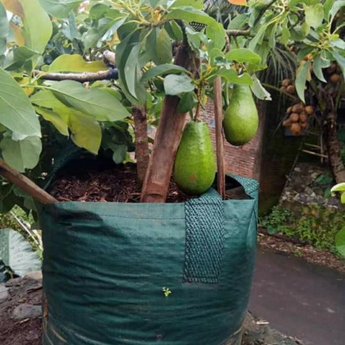 

tanaman buah alpukad mentega hasil okulasi