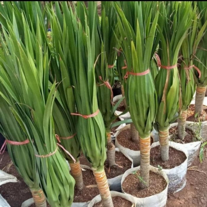 

pohon pandan Bali tinggi 1 meter
