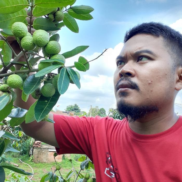 

bibit pohon klengkeng matalada