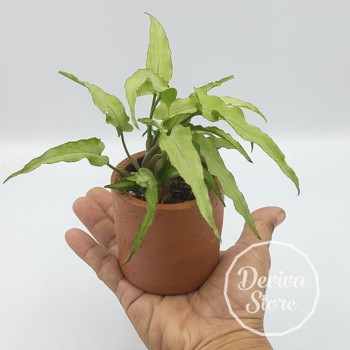 

Syngonium Ngern Ngem Lai Ma Laima Tanaman Super Rare Unik Langka Sehat