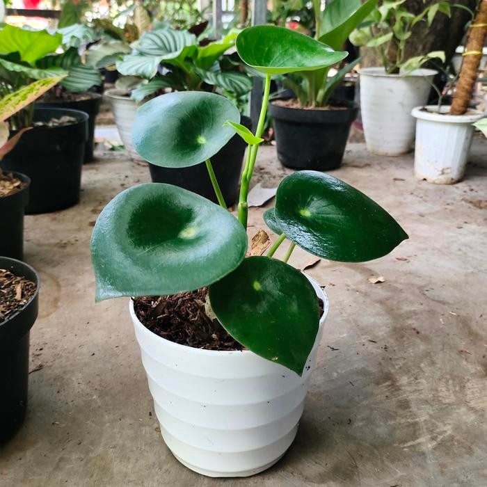 

tanaman hias peperomia raindrop +pot tawon