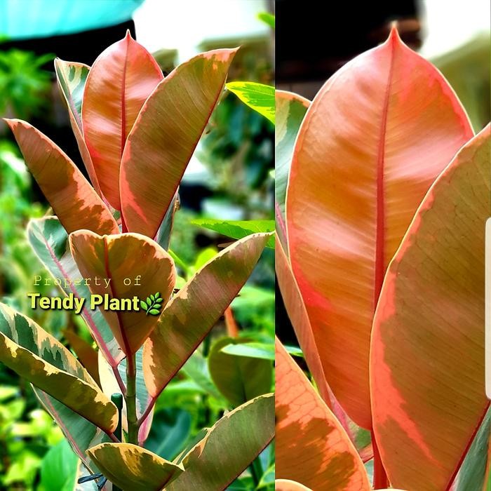 

Ficus Elastica RUBY, karet kebo Ruby Variegata import (Real Pic)