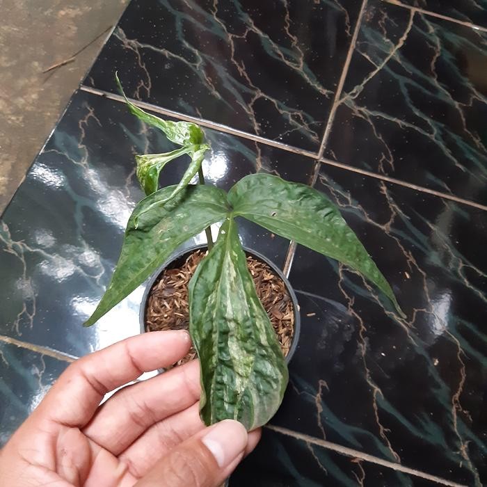 

Tanaman hias langka philodendron amydrium variegata